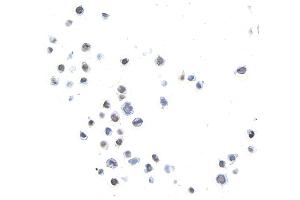 Immunocytochemistry (ICC) image for anti-Spleen Focus Forming Virus (SFFV) Proviral Integration Oncogene Spi1 (SPI1) (AA 1-50) antibody (ABIN7455165)