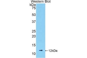 Detection of Recombinant NAP3, Mouse using Polyclonal Antibody to Chemokine (C-X-C Motif) Ligand 1 (CXCL1)