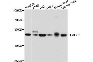 Western blot analysis of extracts of various cell lines, using FADS2 antibody. (FADS2 anticorps)