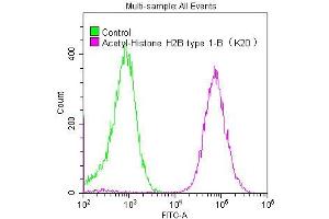 Overlay histogram showing Hela cells stained with ABIN7127266 (red line) at 1:50.