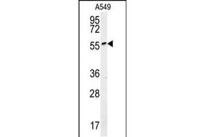 Western blot analysis in A549 cell line lysates (15ug/lane). (ALG10B anticorps  (C-Term))