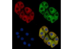 MYH9 Mouse Monoclonal Antibody staining Hela cells by IF/ICC.