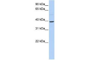 WB Suggested Anti-KLF12 Antibody Titration:  0. (KLF12 anticorps  (N-Term))