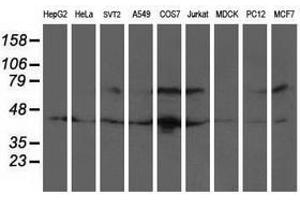 Image no. 3 for anti-General Transcription Factor IIF, Polypeptide 1, 74kDa (GTF2F1) antibody (ABIN1500596) (GTF2F1 anticorps)