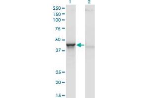 Western Blot analysis of ACY1 expression in transfected 293T cell line by ACY1 monoclonal antibody (M01), clone 4F1-B7. (Aminoacylase 1 anticorps  (AA 1-408))
