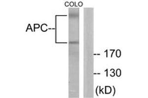 Western blot analysis of extracts from COLO205 cells, using APC Antibody. (APC anticorps  (AA 2794-2843))