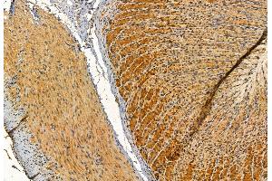 ABIN6262481 and ABIN6272891 at 1/100 staining Rat stomach tissue by IHC-P. (IFT57 anticorps  (Internal Region))