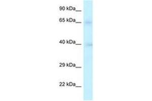 Image no. 1 for anti-Replication Factor C (Activator 1) 2, 40kDa (RFC2) (AA 147-196) antibody (ABIN6747336)