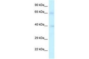 Image no. 1 for anti-Replication Factor C (Activator 1) 2, 40kDa (RFC2) (AA 147-196) antibody (ABIN6747336) (RFC2 anticorps  (AA 147-196))