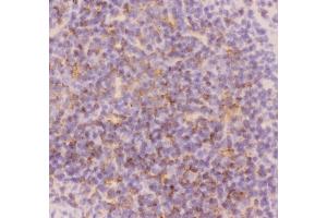 Anti-CD3 epsilon Picoband antibody, pb9093-7.