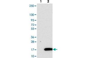 Western blot analysis of Lane 1: Negative control (vector only transfected HEK293T lysate). (Banf2 anticorps)
