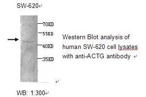 Image no. 1 for anti-Actin, gamma 1 (ACTG1) antibody (ABIN790765) (Actin, gamma 1 anticorps)