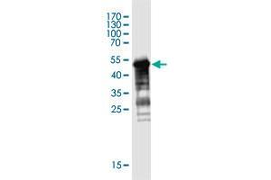 Western Blot detection against Immunogen (48. (MGC50273 (AA 1-209) anticorps)