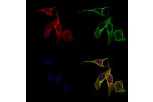 ABIN6262436 and ABIN6279508 staining 3 by IF/ICC. (ICAM5 anticorps  (C-Term))
