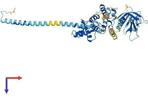 AlphaFold protein structure predicition of Human Recombinant CYTH2 Protein, UniprotID Q99418