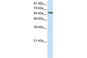 Western Blotting (WB) image for anti-Zinc Finger and SCAN Domain Containing 18 (ZSCAN18) antibody (ABIN2460687) (ZSCAN18 anticorps)