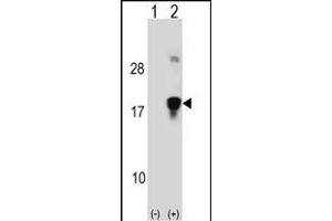 Western blot analysis of HMGN3 (arrow) using rabbit polyclonal HMGN3 Antibody (N-term) (ABIN1538803 and ABIN2848496). (HMGN3 anticorps  (N-Term))
