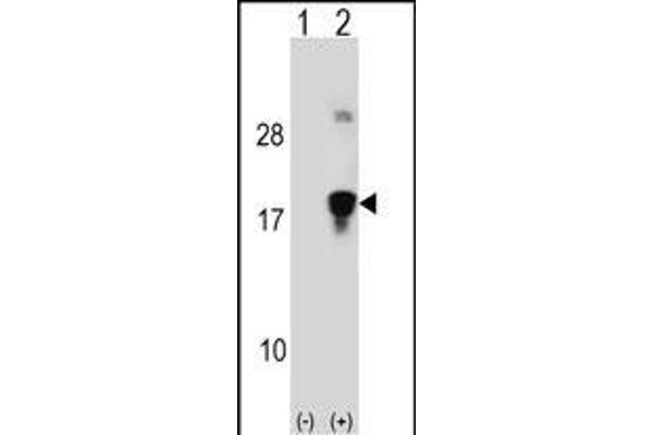 HMGN3 anticorps  (N-Term)