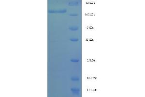 DCAF4 Protein (AA 1-495, full length) (His-SUMO Tag)