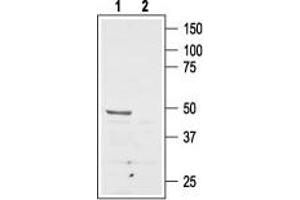 Western blot analysis of rat brain membranes: - 1. (Angiotensin II Type 2 Receptor anticorps  (Extracellular, N-Term))