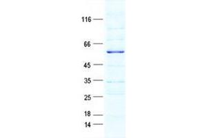 Validation with Western Blot (GPR157 Protein (GST tag,His tag))