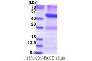 SDS-PAGE (SDS) image for RNA terminal Phosphate Cyclase Domain 1 (RTCD1) (AA 1-366) protein (His tag) (ABIN6387449)
