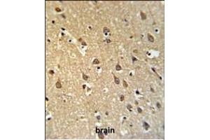 SPRN Antibody (C-term) (ABIN650950 and ABIN2840007) IHC analysis in formalin fixed and paraffin embedded brain tissue followed by peroxidase conjugation of the secondary antibody and DAB staining.
