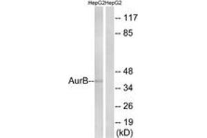 Western blot analysis of extracts from HepG2, using AurB (Ab-12) Antibody. (Aurora Kinase B anticorps  (AA 1-50))