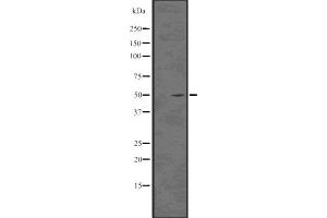 Western blot analysis of Acetyl-alpha-Tubulin (Lys40) using HeLa whole cell lysates