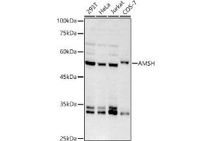 Western blot analysis of extracts of various cell lines, using AMSH antibody (ABIN7270581) at 1:1000 dilution. (STAMBP anticorps)