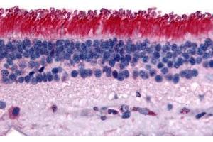 Human Retina (formalin-fixed, paraffin-embedded) stained with PTPRM antibody ABIN292586 at 15 ug/ml followed by biotinylated goat anti-rabbit IgG secondary antibody ABIN481713, alkaline phosphatase-streptavidin and chromogen. (PTPRM anticorps  (Internal Region))