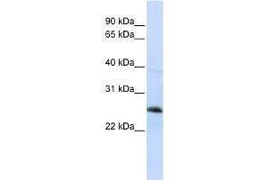 WB Suggested Anti-RTN1 Antibody Titration:  0. (Reticulon 1 anticorps  (Middle Region))