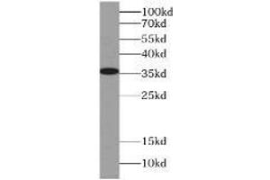 HeLa cells were subjected to SDS PAGE followed by western blot with (LDHA antibody) at dilution of 1:500. (Lactate Dehydrogenase A anticorps)