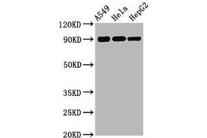 Western Blot Positive WB detected in A549 whole cell lysate 72ela whole cell lysate 72epG2 whole cell lysate All lanes Phospho-RPS6KA1 antibody at 1.