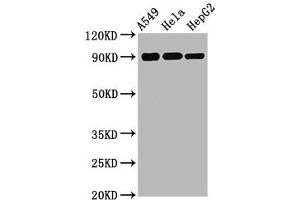 Western Blot Positive WB detected in A549 whole cell lysate 72ela whole cell lysate 72epG2 whole cell lysate All lanes Phospho-RPS6KA1 antibody at 1. (Recombinant RPS6KA1 anticorps  (pSer380))