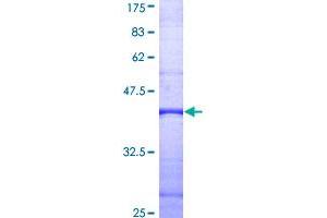 Image no. 1 for Phospholipase C, delta 4 (PLCD4) (AA 18-127) protein (GST tag) (ABIN1315334)