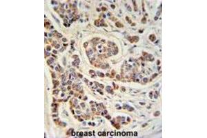 Immunohistochemistry (IHC) image for anti-ATH1, Acid Trehalase-Like 1 (ATHL1) antibody (ABIN3002191) (ATHL1 anticorps)