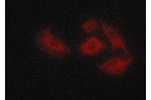 ABIN6268764 staining A549 cells by ICC/IF.