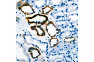 Immunohistochemical analysis of Gastrin staining in human stomach formalin fixed paraffin embedded tissue section. (Gastrin anticorps  (Center))
