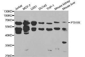 Western blot analysis of extracts of various cell lines, using PTH1R antibody. (PTH1R anticorps  (AA 464-593))