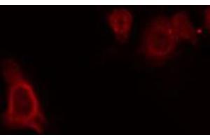 ABIN6272310 staining RAW264.