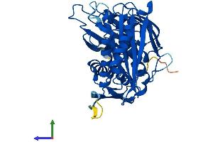 AlphaFold protein structure predicition of Mouse Recombinant Rcl1 Protein, UniprotID Q9JJT0