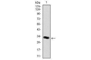 Image no. 1 for anti-Thrombopoietin (THPO) antibody (ABIN1501381) (Thrombopoietin anticorps)