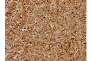 IHC image of ABIN7171626 diluted at 1:400 and staining in paraffin-embedded human adrenal gland tissue performed on a Leica BondTM system.