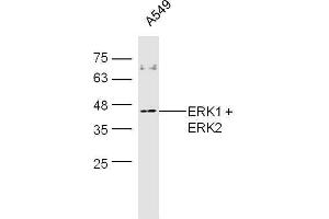 A549 cell lysates probed with Rabbit Anti-ERK1 + 2 Polyclonal Antibody, Unconjugated  at 1:500 for 90 min at 37˚C. (ERK1 anticorps  (AA 251-358))