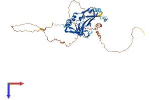 AlphaFold protein structure predicition of Human Recombinant TBX10 Protein, UniprotID O75333