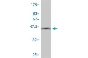 Western Blot detection against Immunogen (44. (HIST1H2BN anticorps  (AA 1-166))