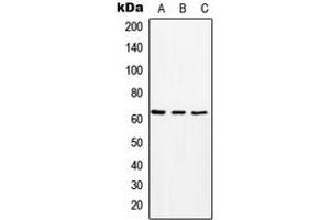 Western blot analysis of MCT8 expression in HeLa (A), Raw264. (SLC16A2/MCT8 anticorps  (Center))