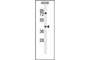 Western blot analysis of GTPBP8 Antibody (Center) in A549 cell line lysates (35ug/lane). (GTPBP8 anticorps  (Middle Region))