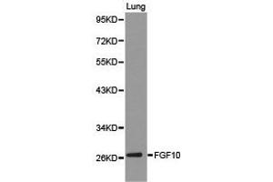 Western Blotting (WB) image for anti-Fibroblast Growth Factor 10 (FGF10) antibody (ABIN1872682) (FGF10 anticorps)